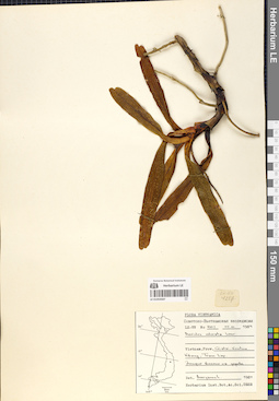 LE 01054587