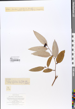 LE 01055074