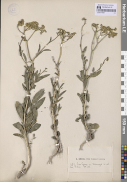 LE 01311924