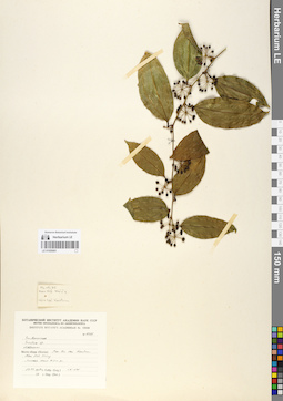 LE 01055061