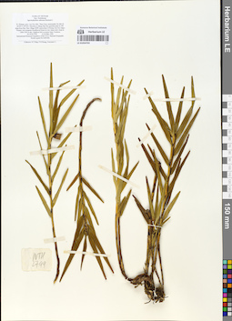 LE 01054703