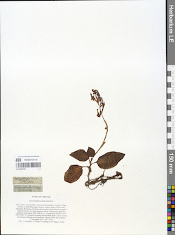 LE 01054741