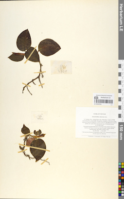 LE 01054761