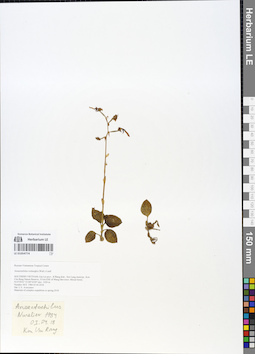LE 01054774