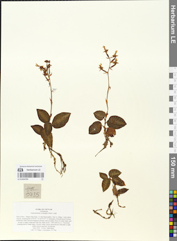 LE 01054799