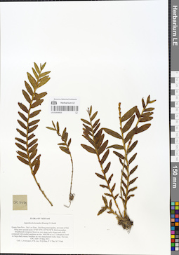 LE 01054925