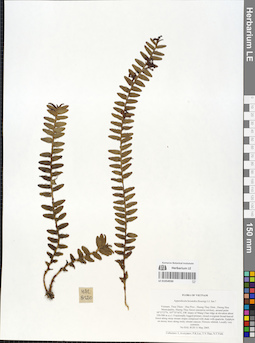 LE 01054930