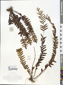 LE 01054935