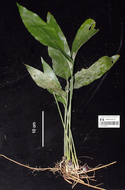 LE 01055478