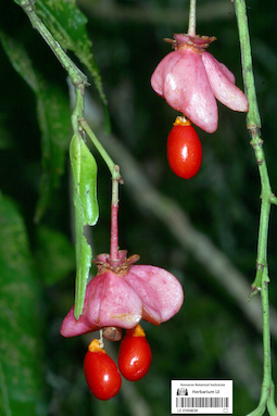LE 01058038