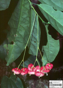 LE 01058041