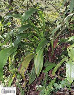 LE 01058055