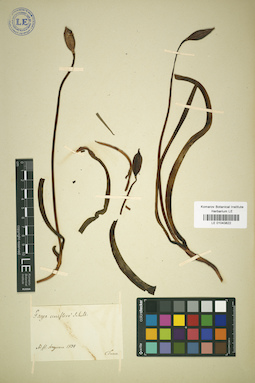 LE 01043822