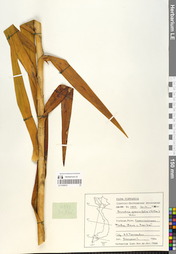 LE 01055018