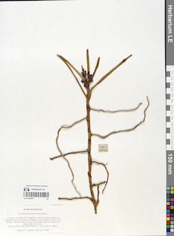 LE 01055037