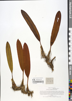 LE 01055194