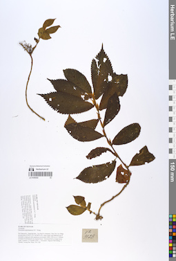 LE 01055352