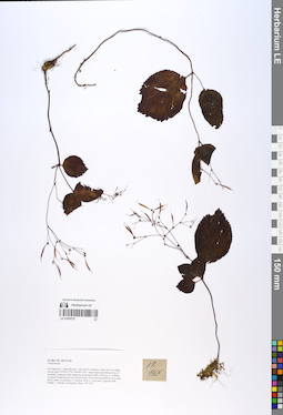 LE 01055375