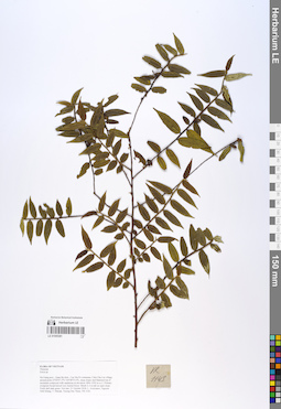 LE 01055381