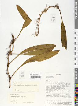 LE 01055213