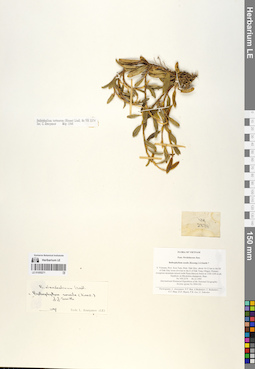 LE 01055271