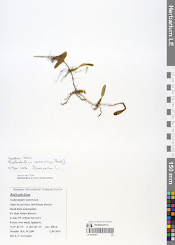 LE 01055281