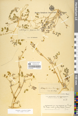 LE 01052454