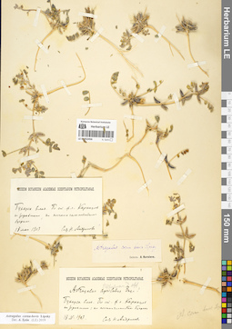 LE 01052456