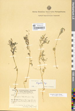 LE 01052464