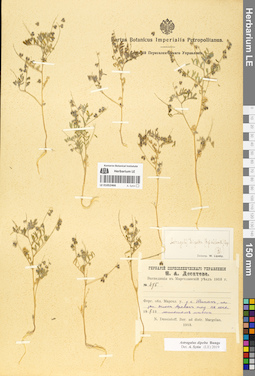 LE 01052466