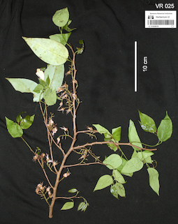 LE 01058078