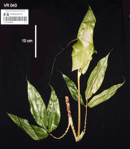 LE 01058086