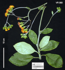 LE 01058093
