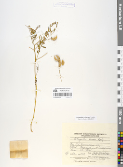 LE 01052515