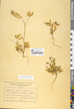 LE 01052518