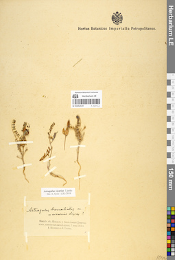 LE 01052519