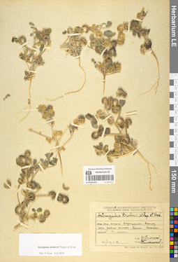 LE 01052521