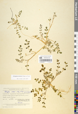 LE 01052533