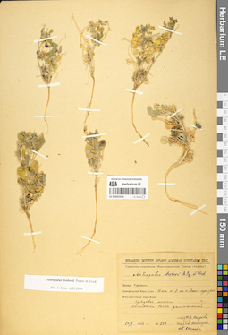 LE 01052536