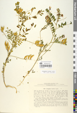 LE 01052541