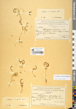 LE 01052577