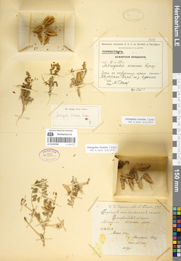 LE 01052588