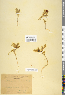 LE 01052593