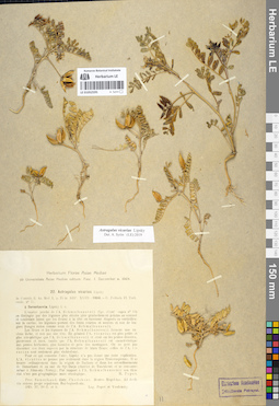 LE 01052595
