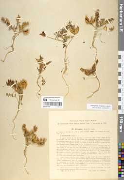 LE 01052596