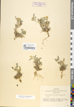 LE 01052602