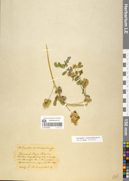 LE 01052603