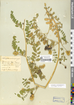 LE 01052604