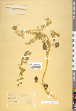 LE 01052607