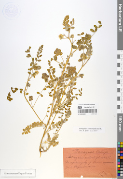 LE 01052608